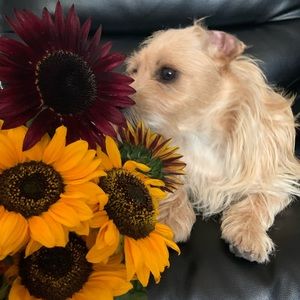 Meet your Posher, Mimi